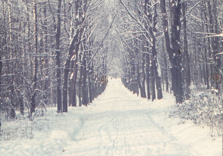 Winterliche Landschaft im Kreis Coesfeld; Blick durch eine verschneite Allee mit kahlen Bäumen